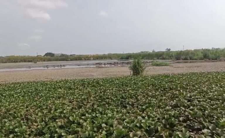 Bajo nivel de la laguna se registra en Altamira