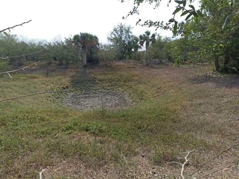 Ganaderos empiezan a quedarse sin pasto y sin agua para sus animales