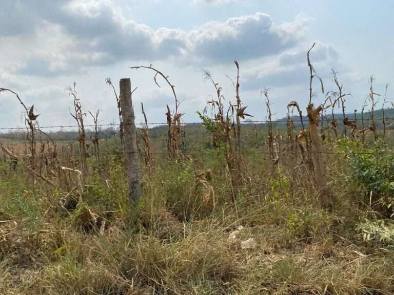 Intenso calor afecta a los árboles y las aves