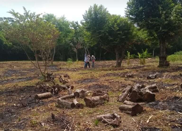 Las lluvias son benéficas para el campo