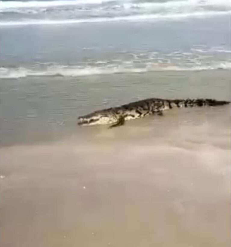 Cocodrilos llegan a Barra del Tordo en Aldama