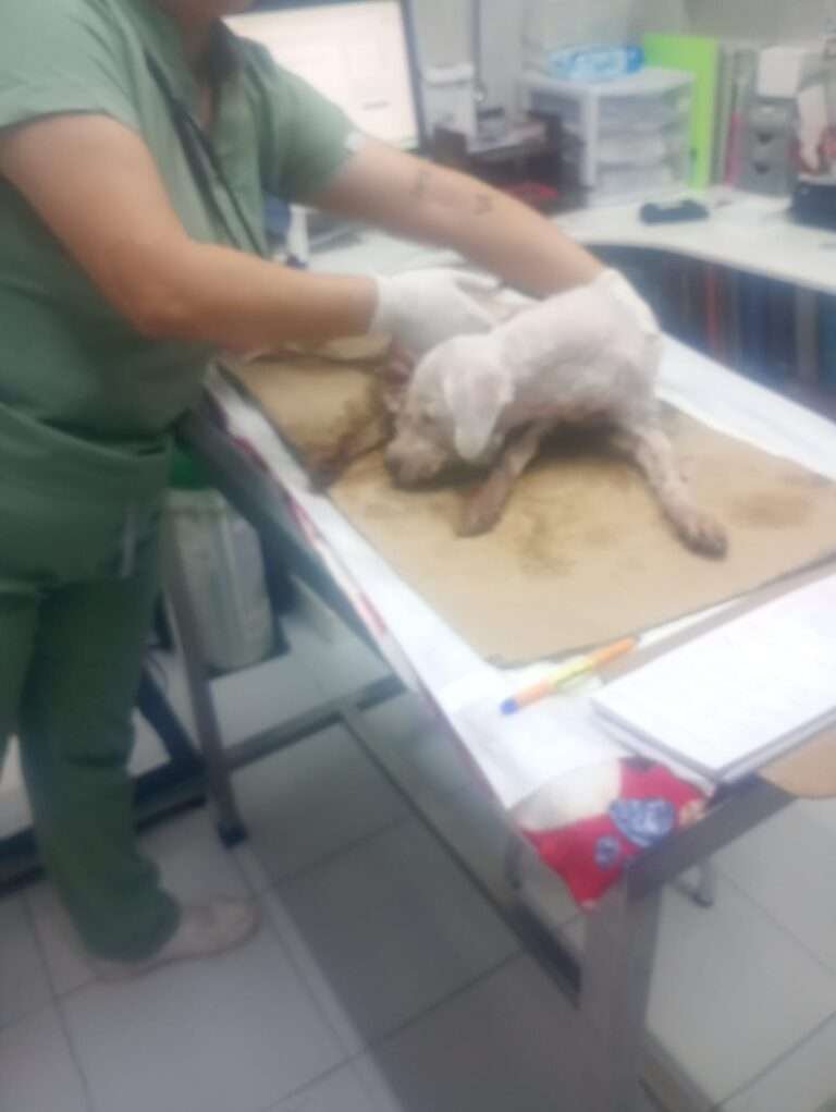 Familia Se Van de Paseo y Abandonan a su Mascota Ciega y Enferma del Corazón en la Cochera
