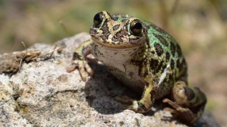 SPIC-Zuma Energía fortalece la biodiversidad: éxito en la conservación de la rana de madriguera en Jalisco