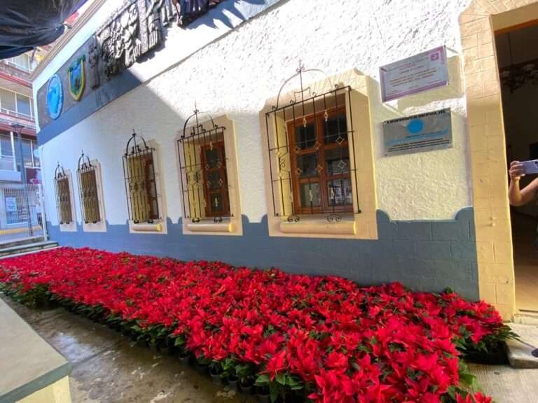 Adornan con nochebuenas en el parque Constitución