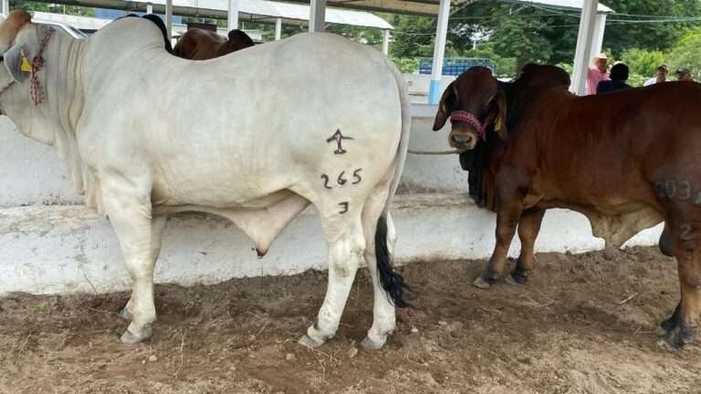 Sequía provoca despoblamiento de ganado en Tantoyuca