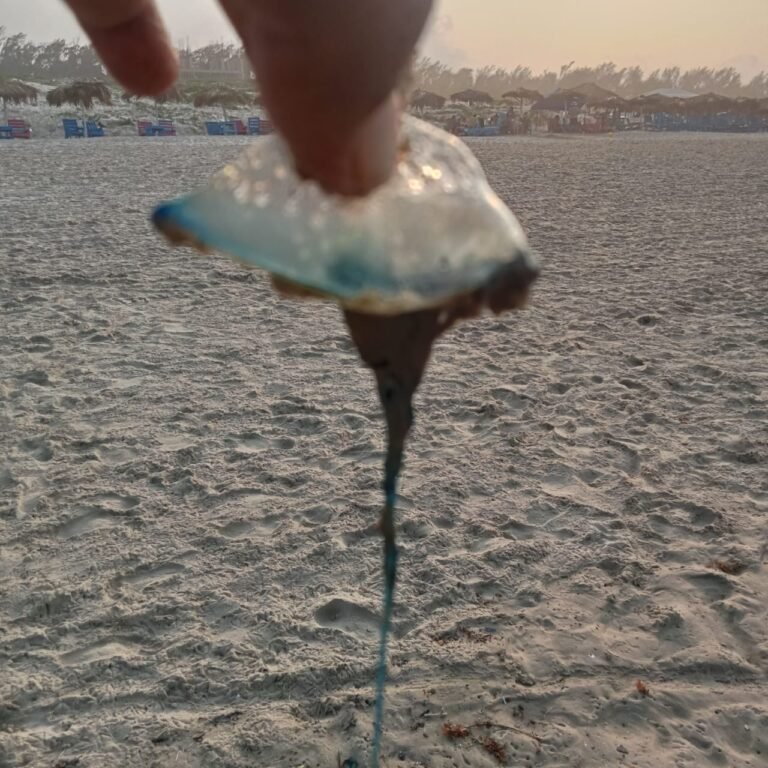 Emiten alerta por aguas malas en Playa Miramar; ponen en riesgo a los bañistas