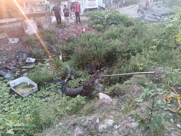 Atrapan cocodrilo de más de 2 metros en la Candelario Garza