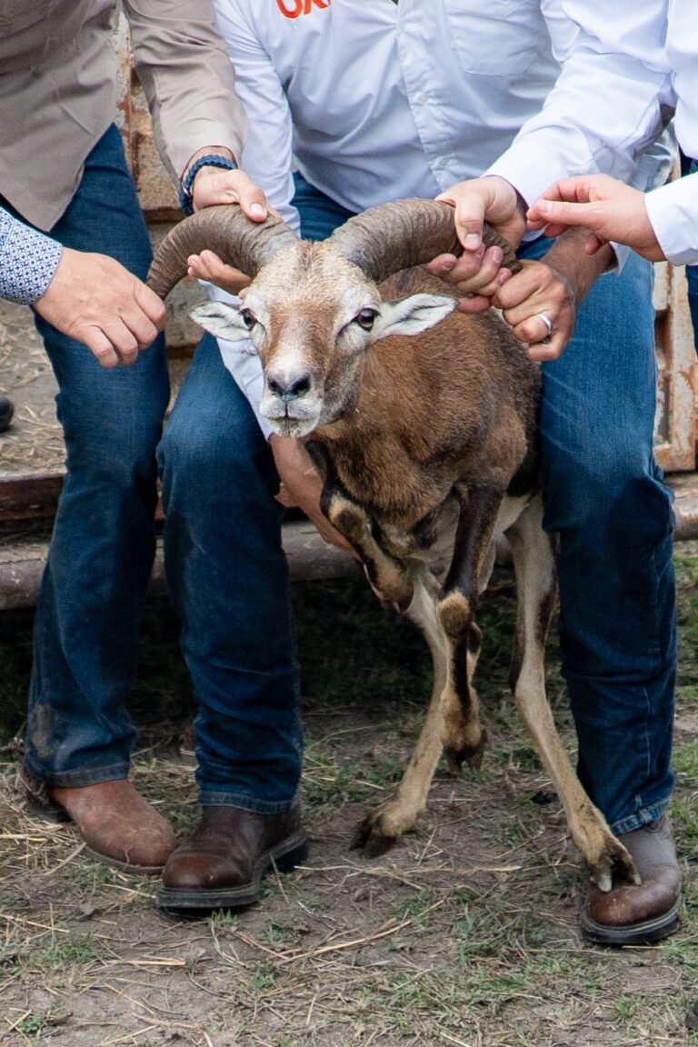 Logra la UAT el nacimiento de dos crías de borrego muflón europeo