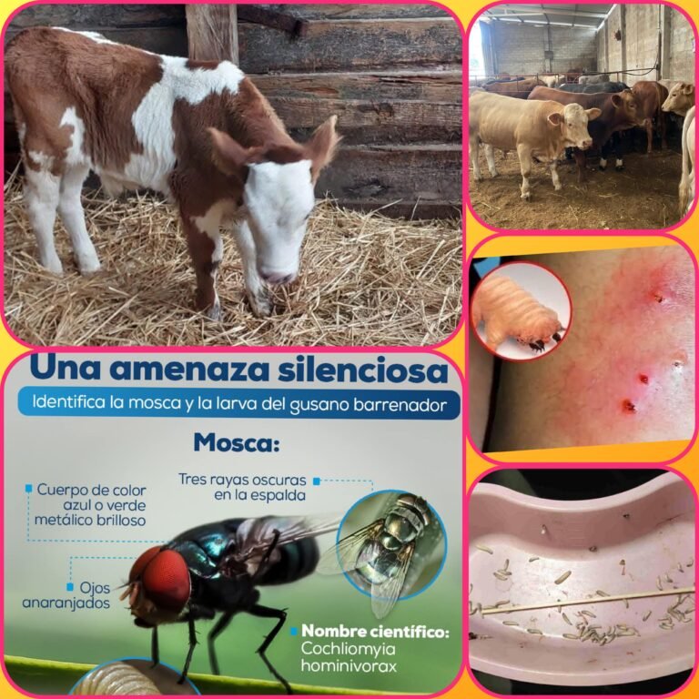 Cierran Frontera de EE.UU. al Ganado Mexicano por Brote del Gusano Barrenador