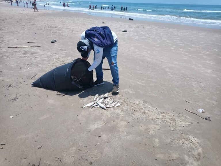 Miles de ejemplares sin vida de carpa plateada aparecen en costas de Playa Miramar