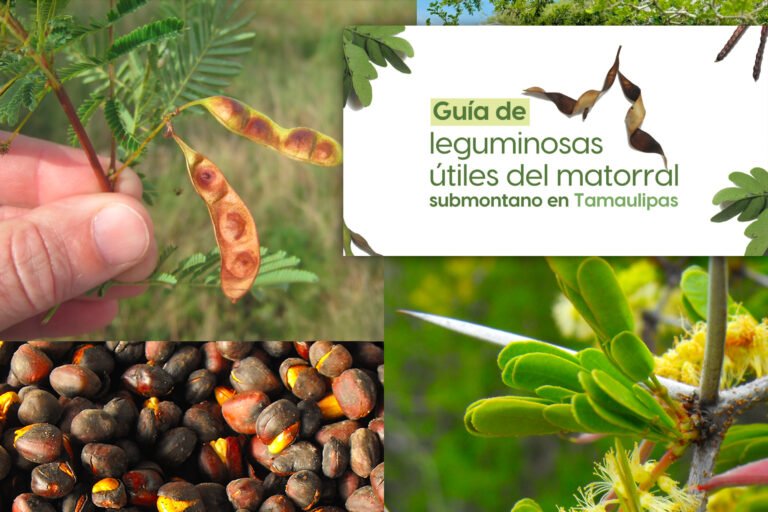 La UAT invita a conocer más sobre las leguminosas y su aprovechamiento