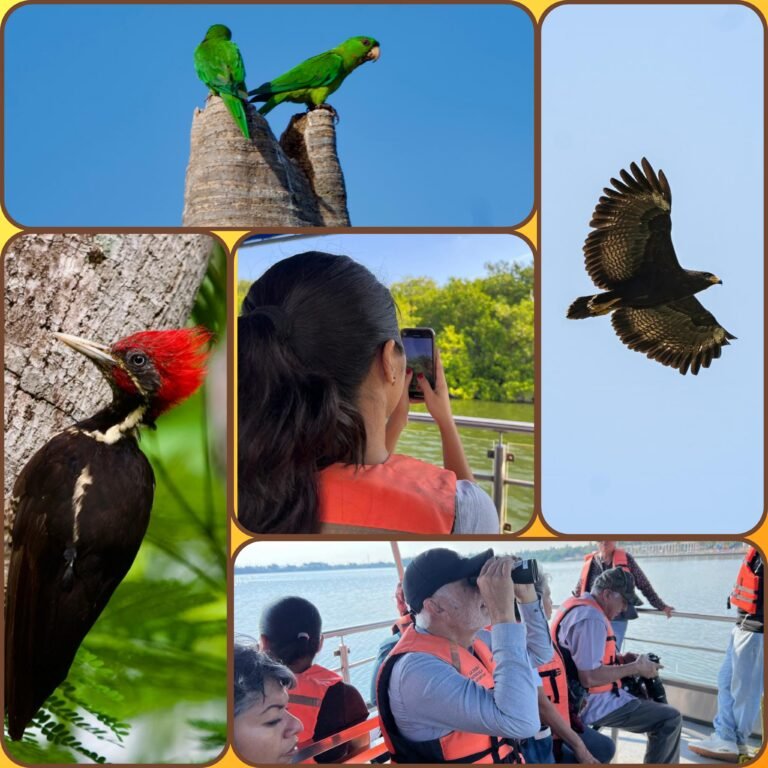 Tampico Muestra su Riqueza natural con Programa de Avistamiento de Aves: Mónica Villarreal