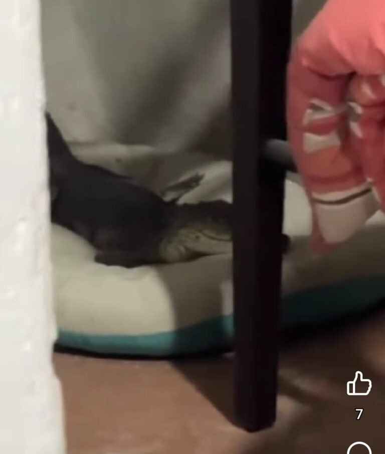 Cocodrilo se mete a casa y se duerme en cama de mascotas perrunas