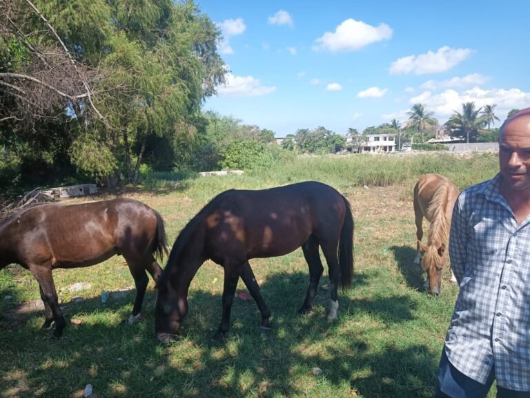 Rescata Protección Animal Caballos Abandonados