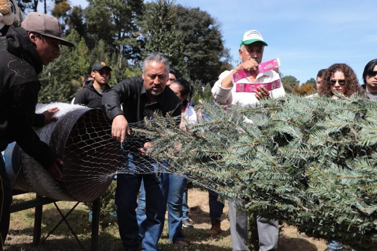 Primer corte legal de árbol navideño fortalece la silvicultura sustentable