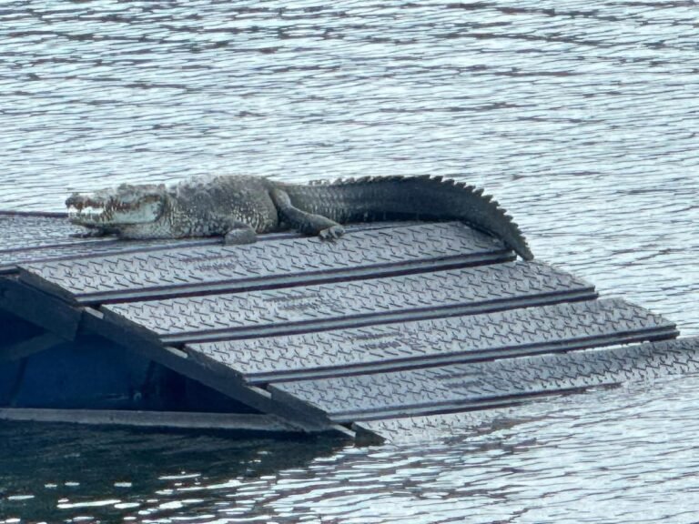 Gobierno Municipal de Tampico instala asoleaderos para cocodrilos en la Laguna del Carpintero
