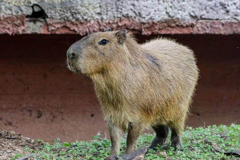 Llega una adorable pareja de capibaras al Zoológico Tamatán