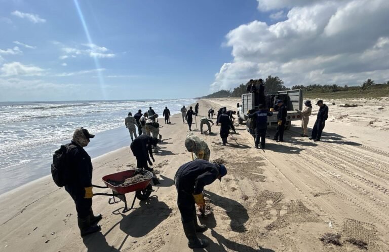 Sheinbaum cuestiona a Greenpeace por imagen “confusa” en medio de derrame; gobierno despliega investigación y control ambiental