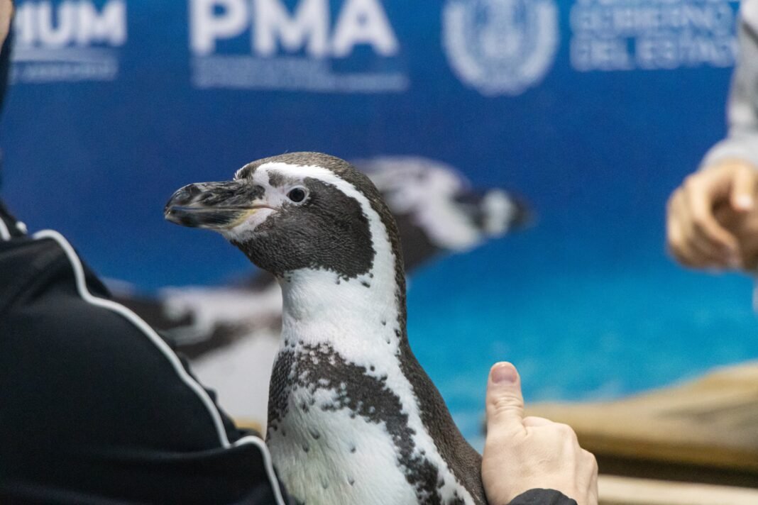 Invita Aquarium a disfrutar una experiencia única en Semana Santa