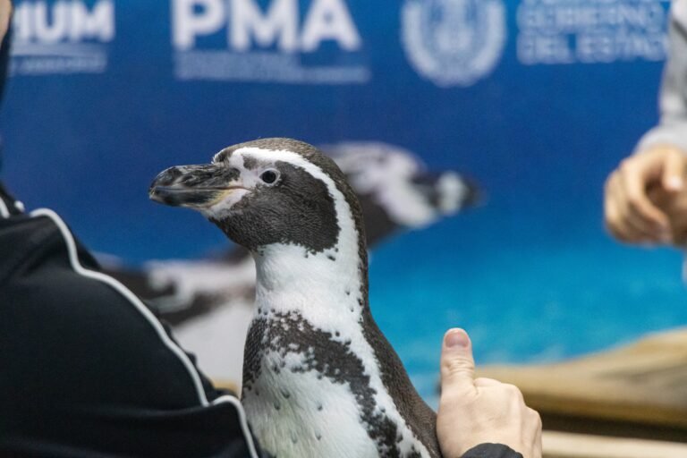 Invita Aquarium a disfrutar una experiencia única en Semana Santa