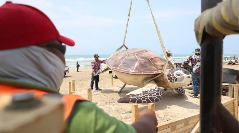 Instala Gobierno de Altamira gran figura de Tortuga Lora en playa Tesoro
