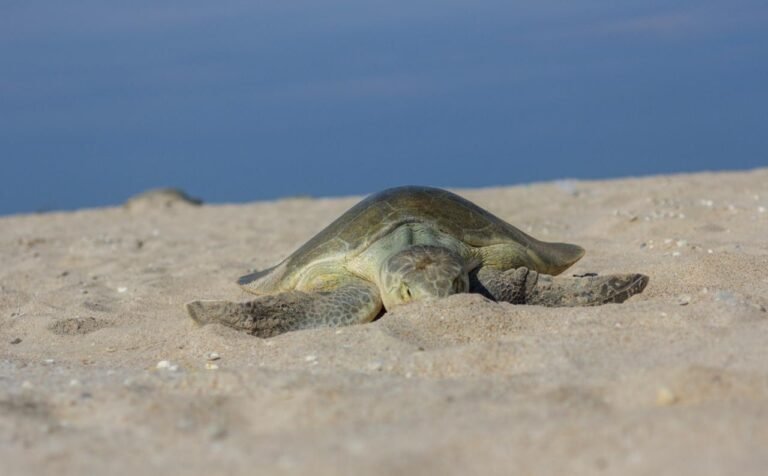Llega la tortuga lora en olas de hidrocarburos y contaminantes