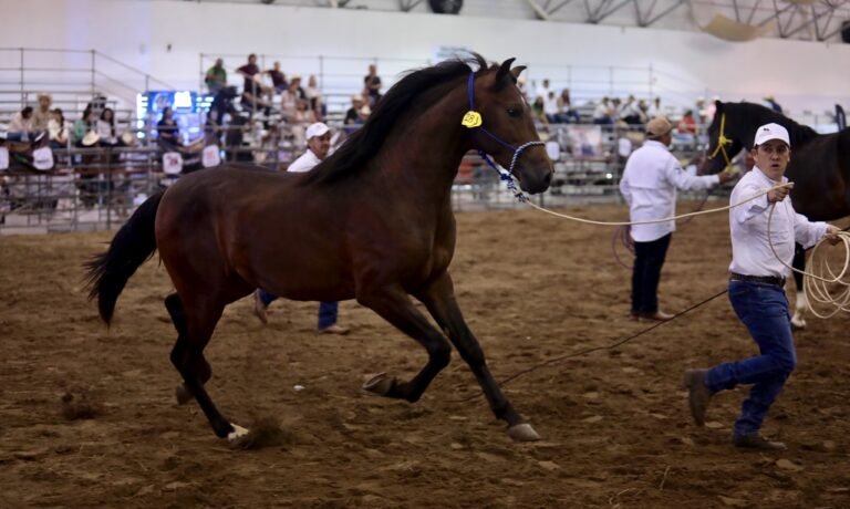 Veracruz reúne tradición y conocimiento en el cierre del Congreso Nacional del Caballo