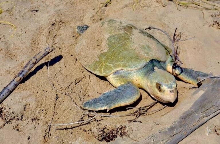 Intensifica Tamaulipas monitoreo y resguardo de nidos de tortuga lora.