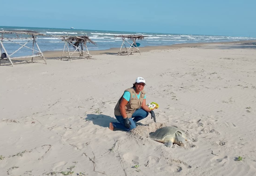 Refuerzan protección ante llegada de tortugas