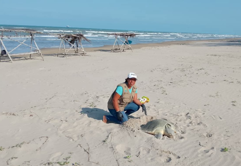Refuerzan protección ante llegada de tortugas