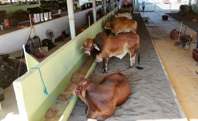 Apoyo en compra de sementales, inseminación y mayor producción lechera para Veracruz