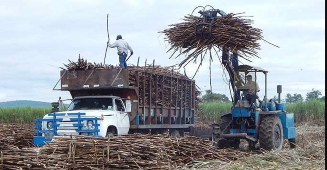México recupera mercado azucarero en EUA; beneficiará a 170 mil productores de caña