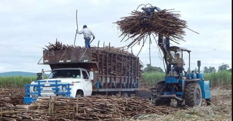 México recupera mercado azucarero en EUA; beneficiará a 170 mil productores de caña