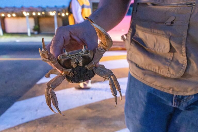Rescatan 327 cangrejos azules en operativo de conservación en Alvarado